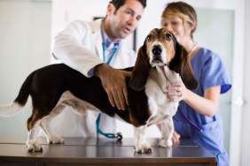 A dog being checked for persistent Müllerian duct syndrome (PMDS).