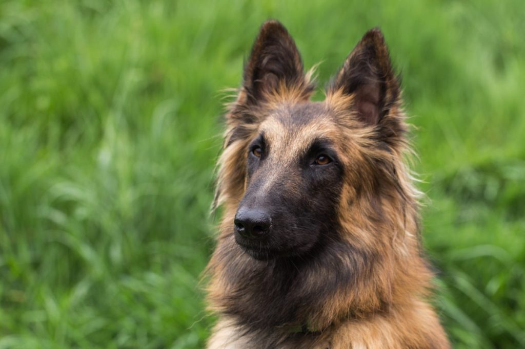 belgian tervuren sitting