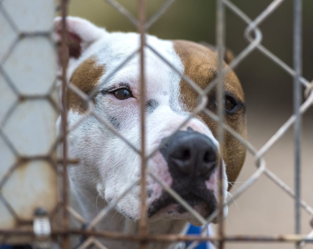sad Pit Bull dog in cage