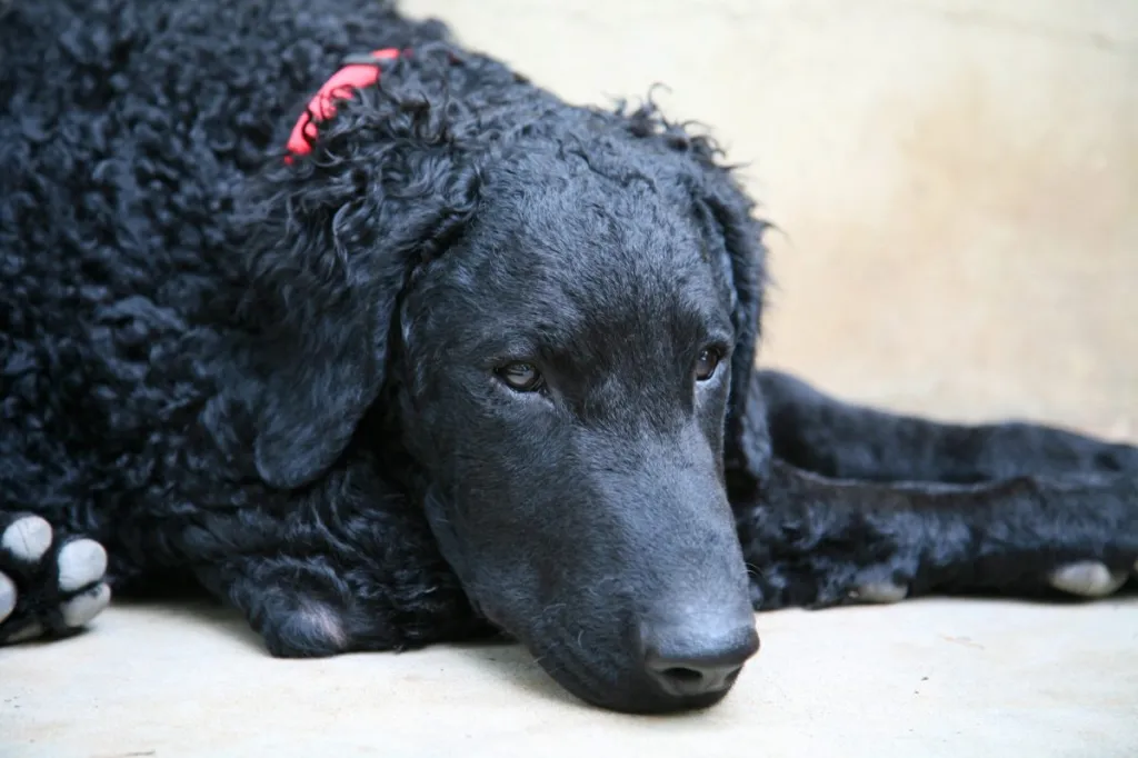 black curly coated retriever puppy at 4 months old