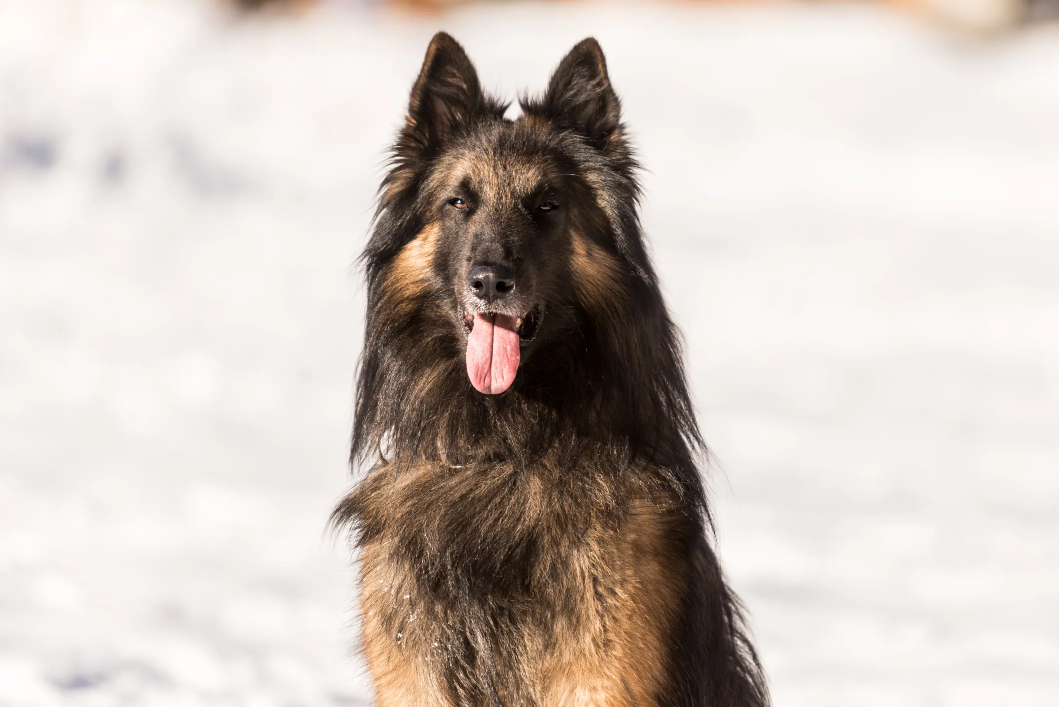 4 Types of Belgian Shepherd Dog Breeds