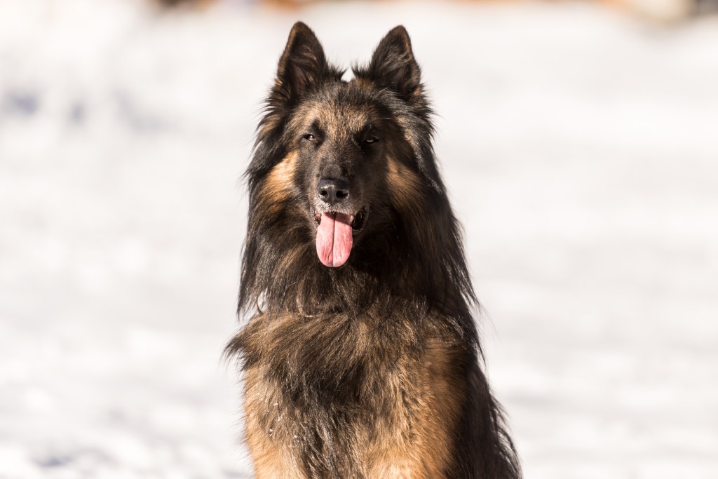 Tervuren Dog portrait in snowy winter