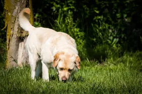 labrador retriever dog sniffing grass on trail walk