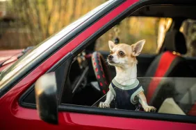 chihuahua dog looking out window in car