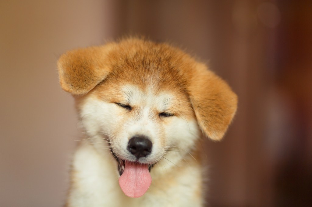 Orange and white Akita puppy with eyes closed and tongue out.