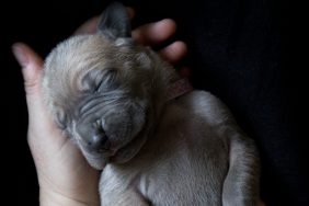 hand holding Great Dane puppy