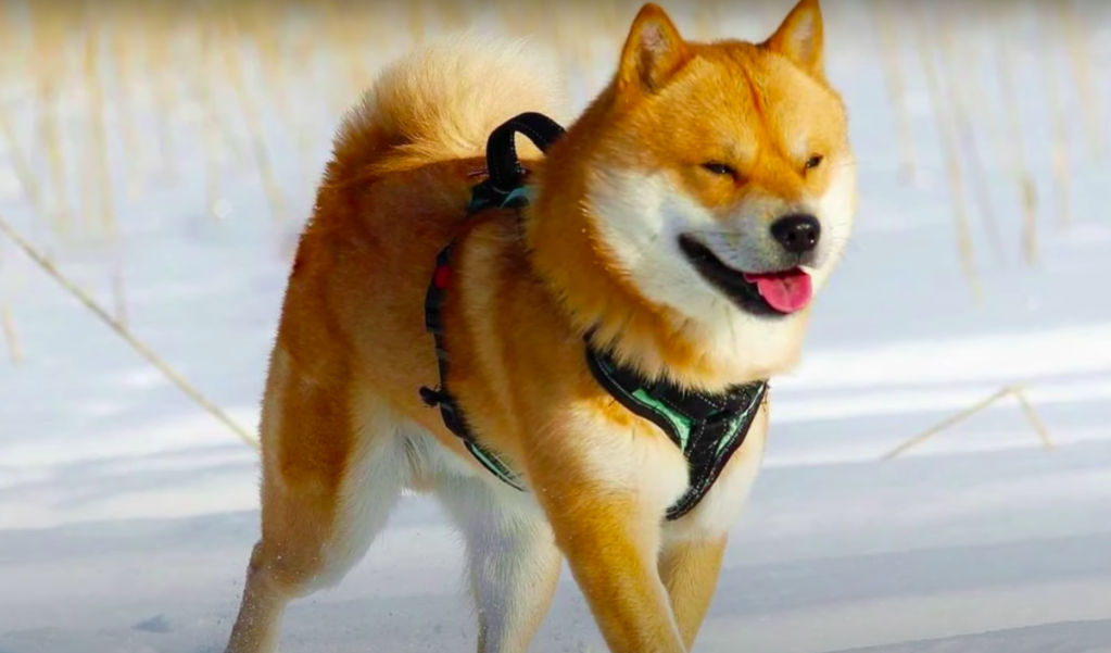 running hokkaido dog