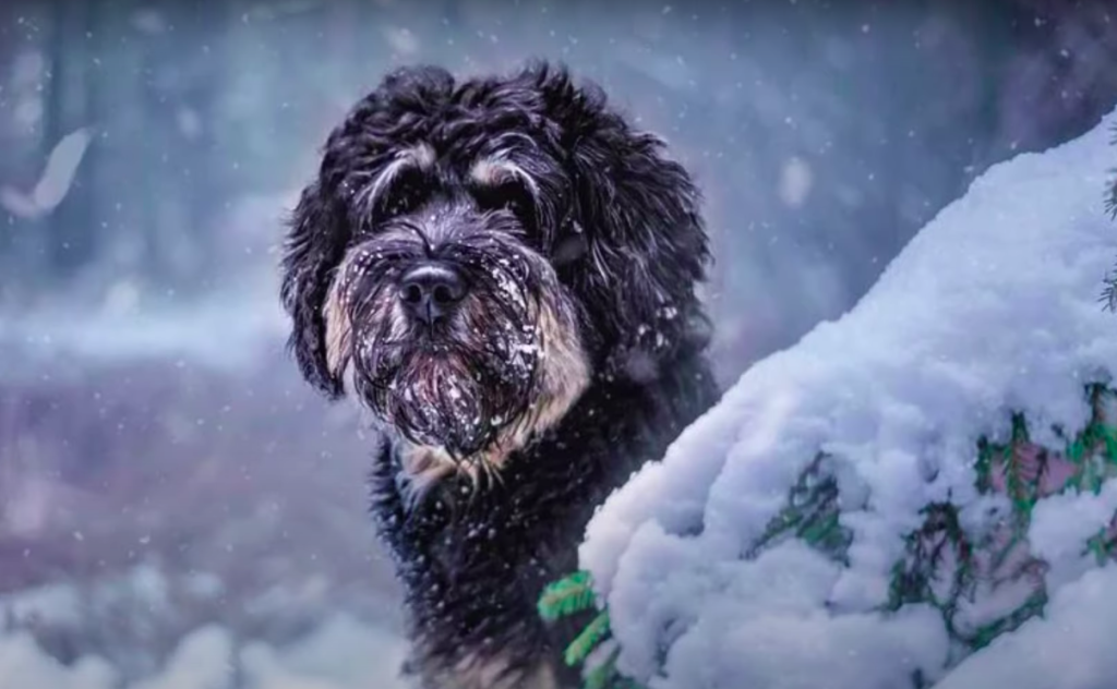 Portuguese sheepdog in the snow