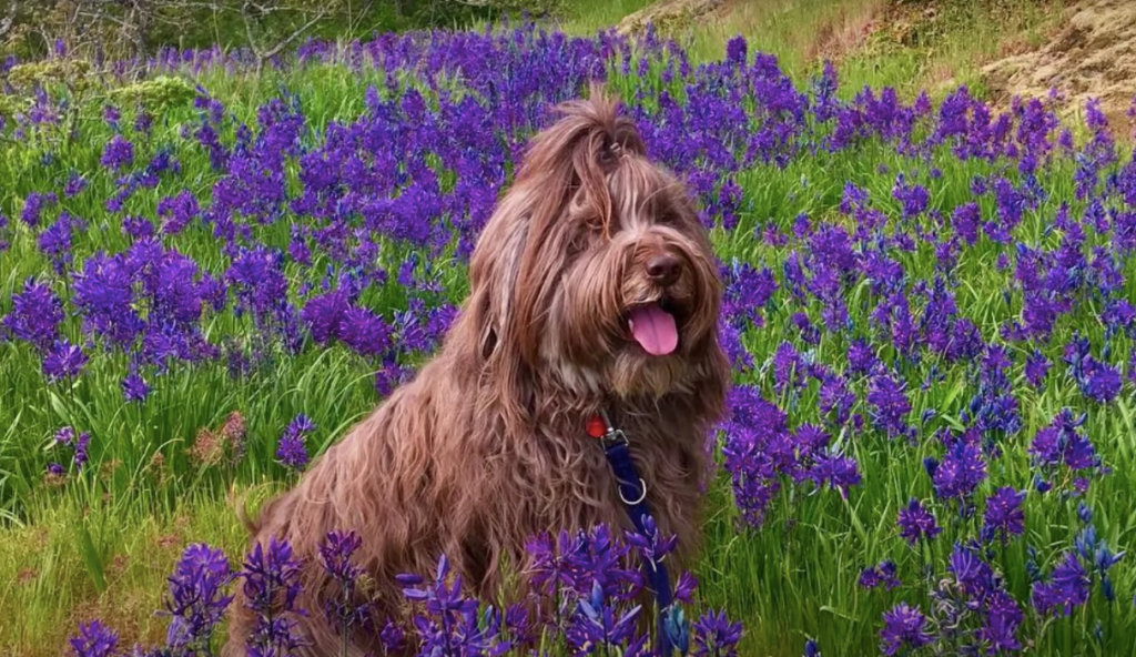 portuguese sheepdog in the flowers