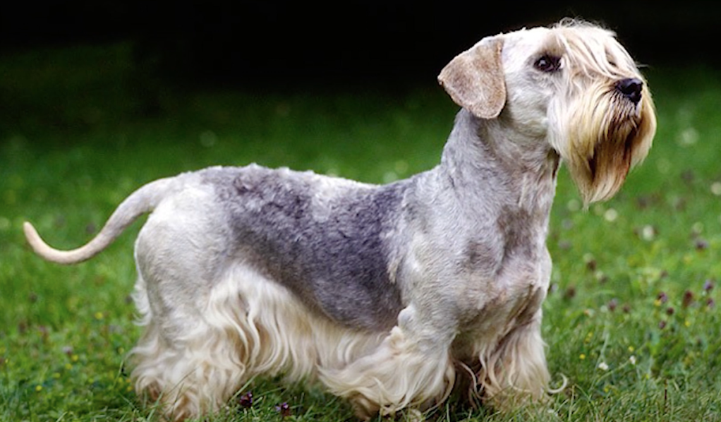cesky terrier in the grass