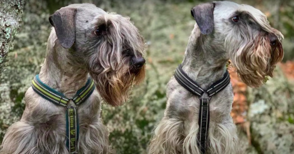 two Cesky terriers