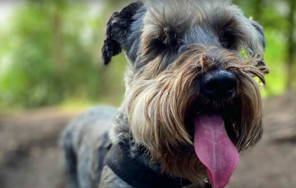 adorable cesky terrier