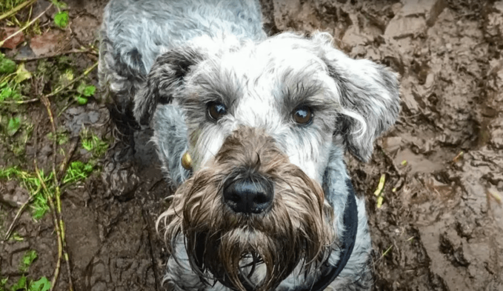 cesky terrier playing in the mud