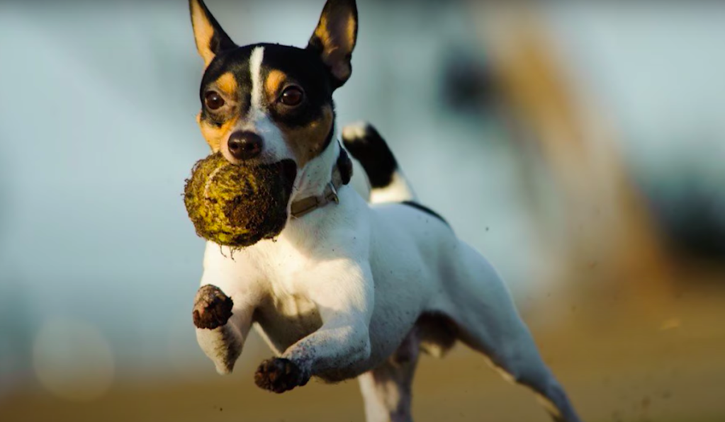 toy fox terrier leaping