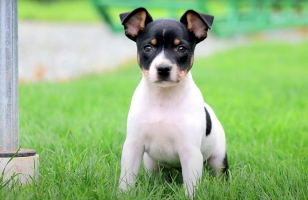 Dog toy shop fox terrier