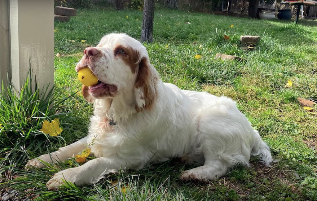 clumber spaniel with a ball