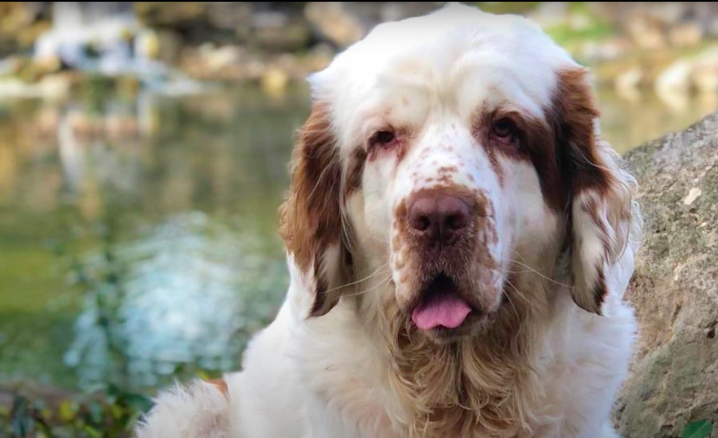 Clumber spaniel best sale cross poodle