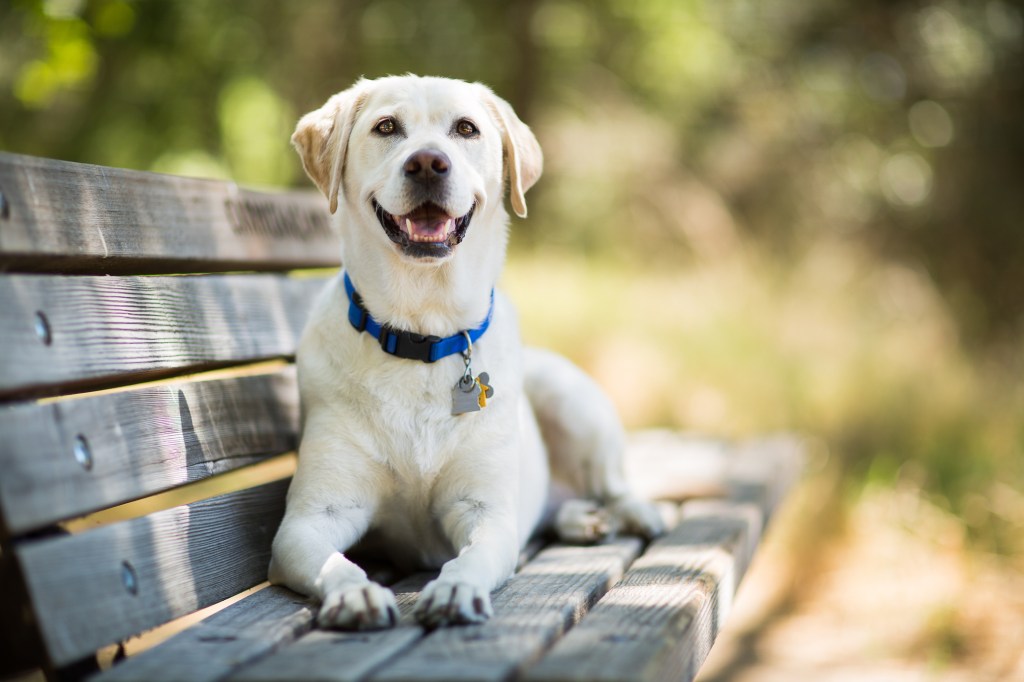 Yellow labrador retriever dog smiling sitting on a wooden bench.