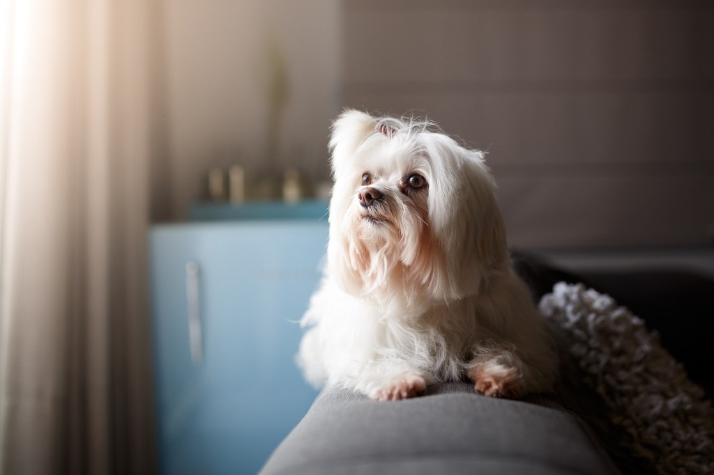 Cute white Lhasa Apso dog