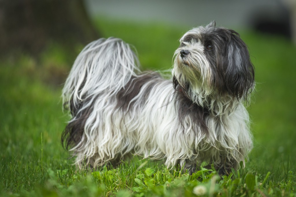 A Havanese puppy outdoors.