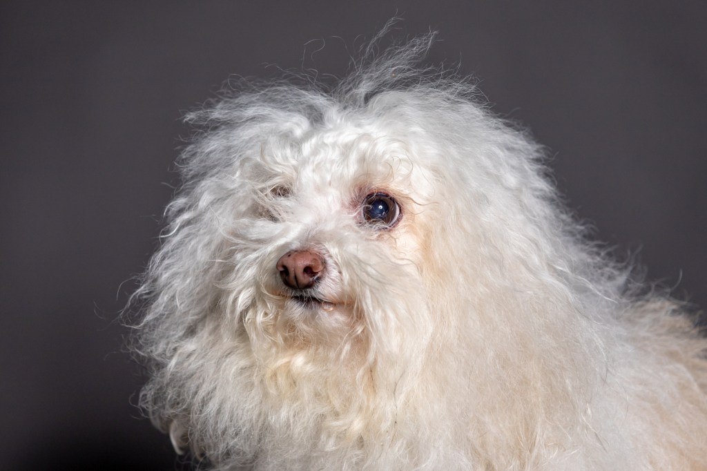 Bolognese dog close portrait in grey blackground.