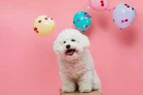 Bichon Frise puppy in front of a pink background.