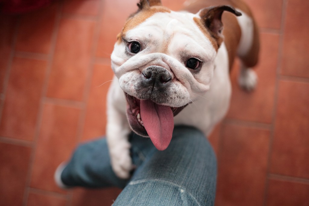 Bulldog clings to the owner's leg.