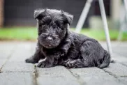 A Scottish Terrier puppy. Small dogs who don’t shed.
