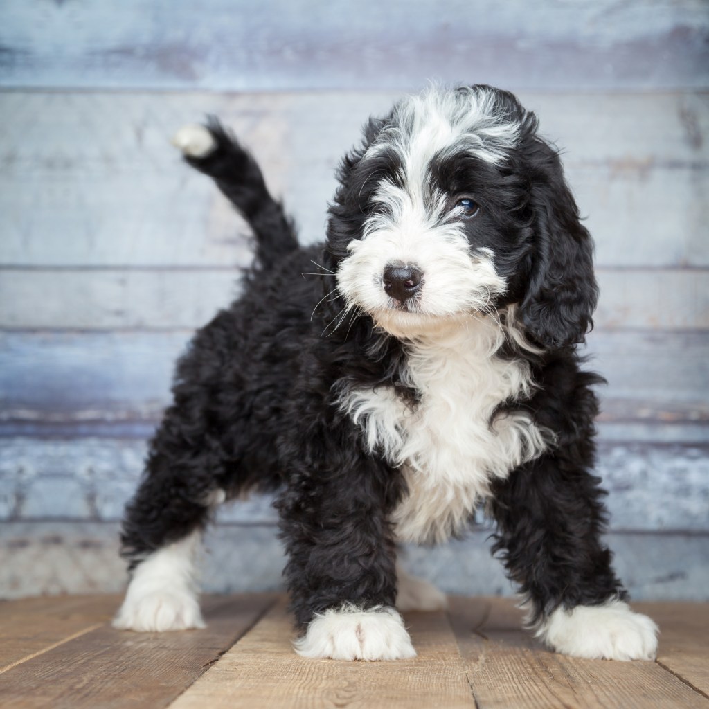 A black and white Bernedoodle puppy.