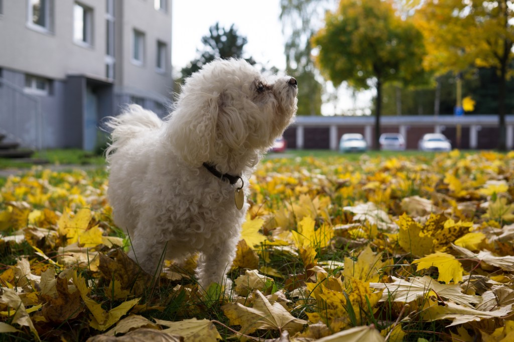 Cute Bolognese dog in the autumn leaves.