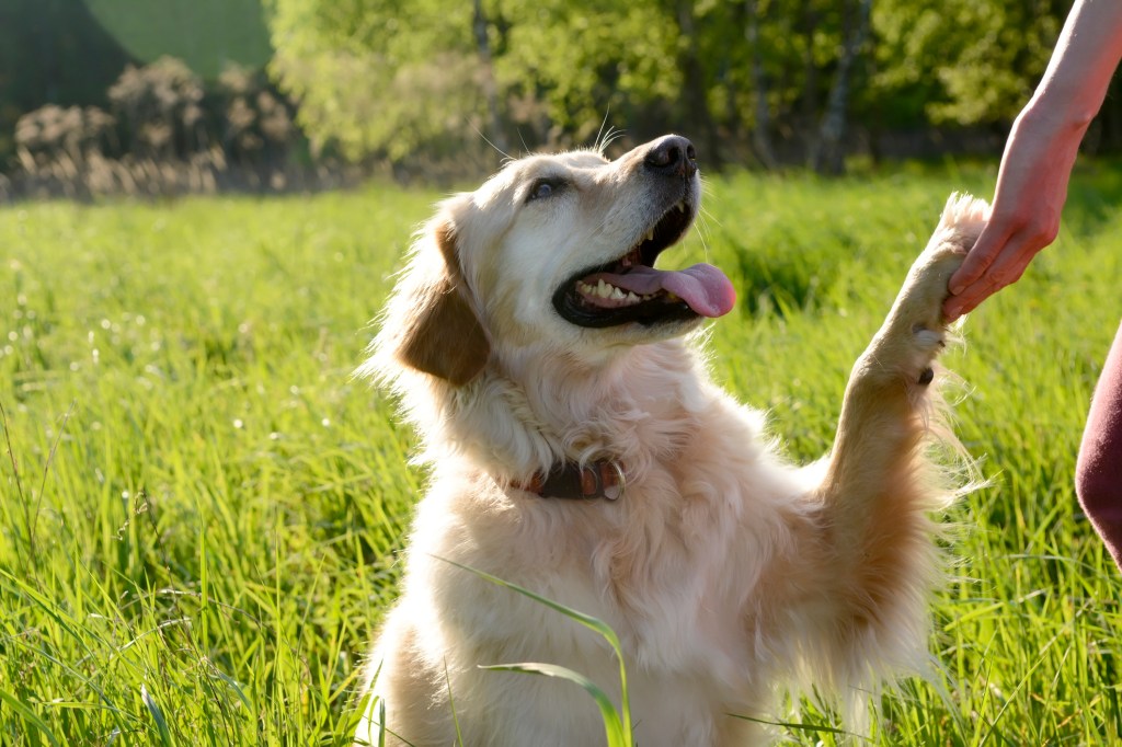 A Golden Retriever “Velcro dog” outdoors.