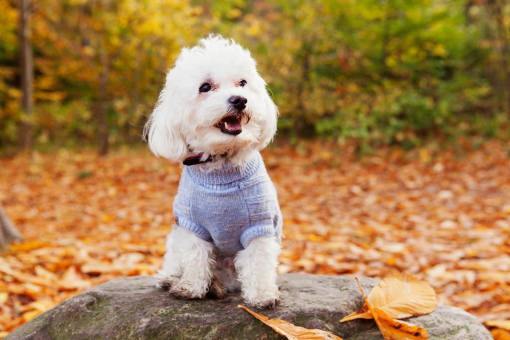 A Bichon Frise puppy on a rock in the forest.