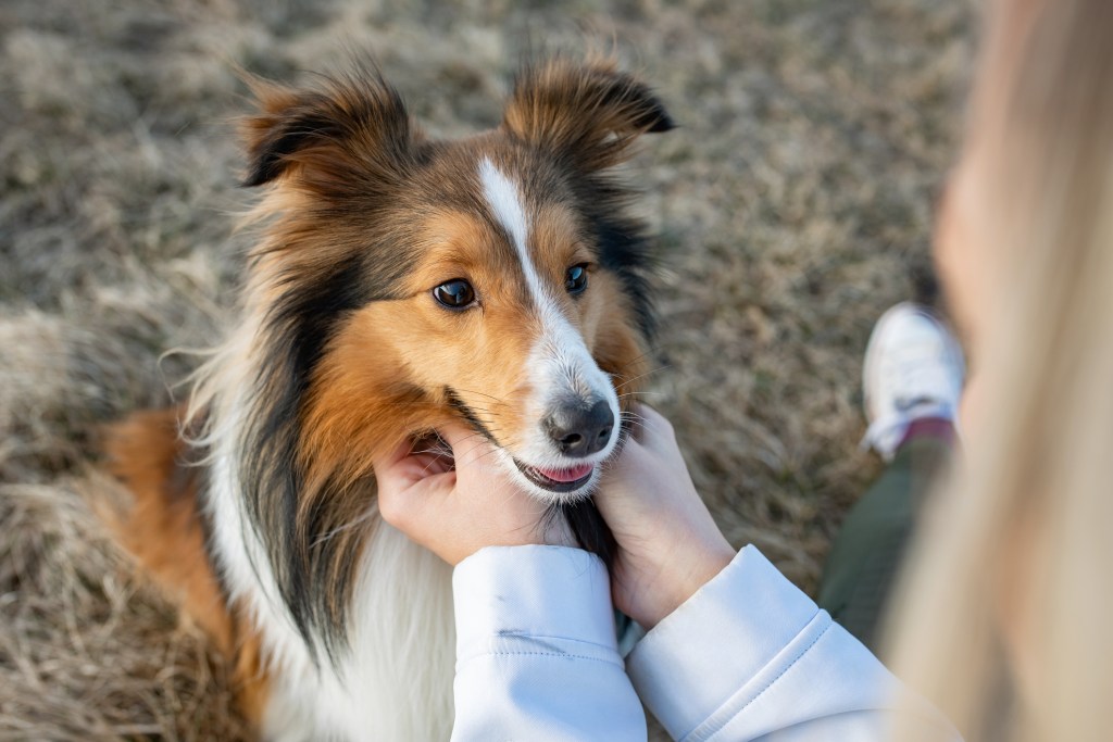 Large velcro dog breeds best sale