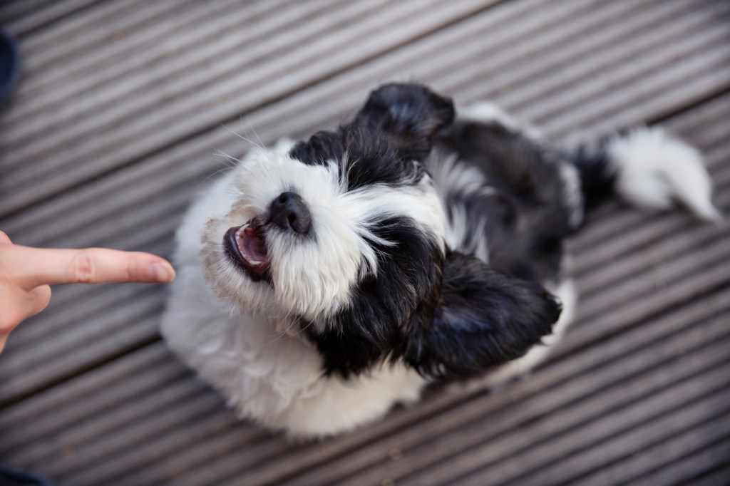 Alert Havanese puppy listening to owner during obedience training exercise.