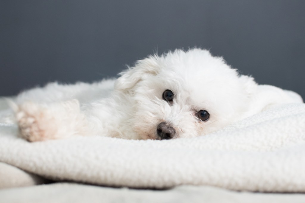 Cute white Bolognese puppy laying on cozy blankets.