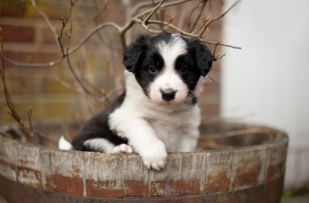 Cute Border Collie puppy sitting in a wooden planter.