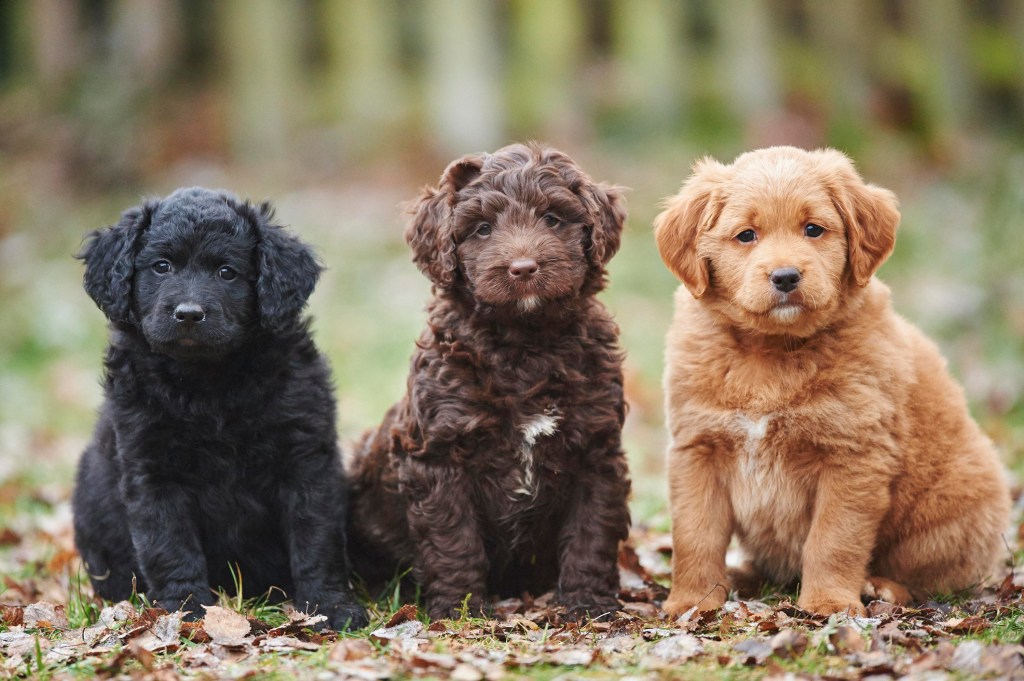 Labradoodle puppies on a meadow in winter.