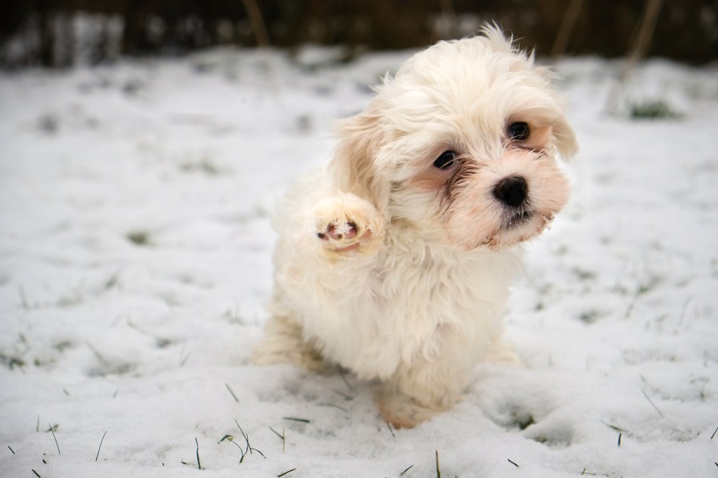 Playful white Havanese puppy out in the snow.