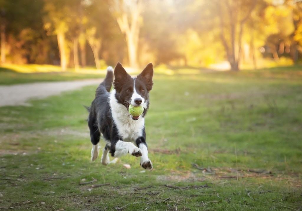 Border Collie dog running with ball in her mouth.