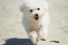 Little Bolognese puppy running on the beach.