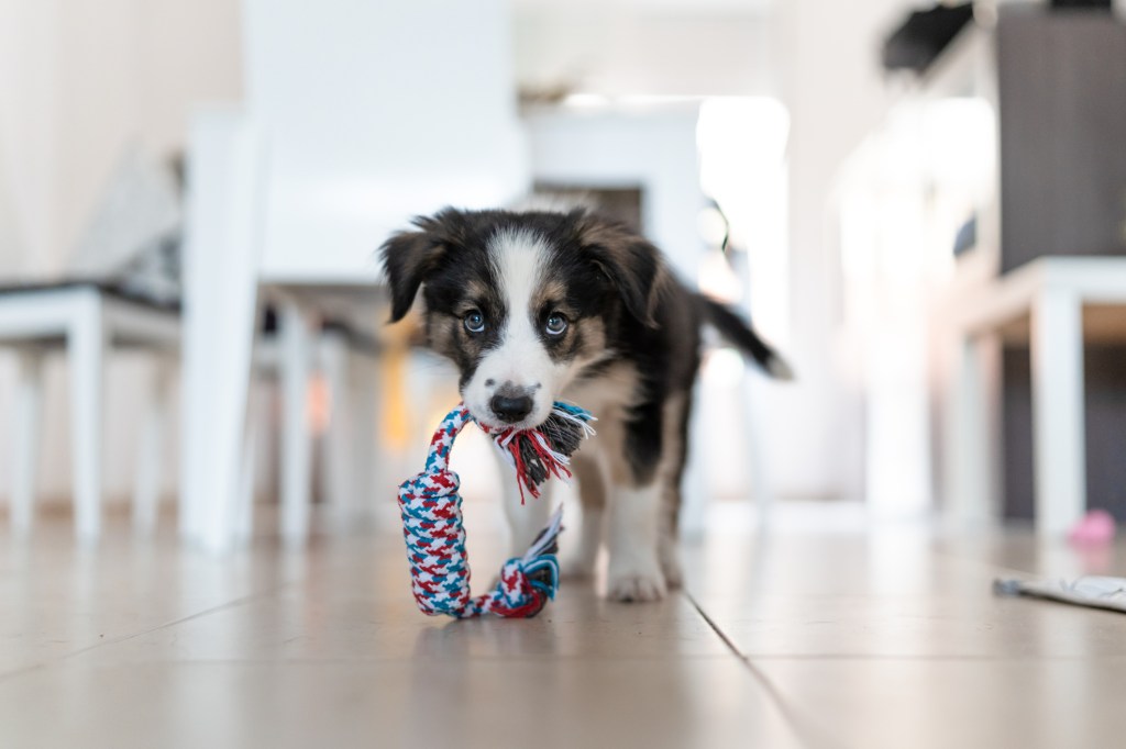 Border Collie puppy with a toy in mouth.