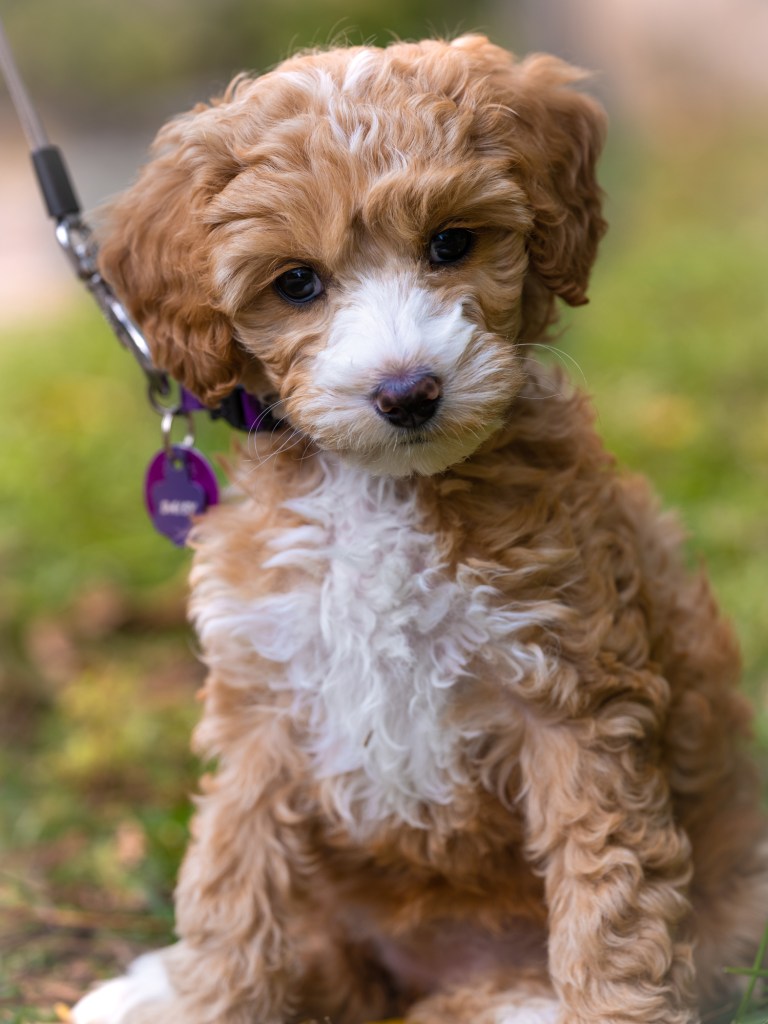 A mini Labradoodle puppy.