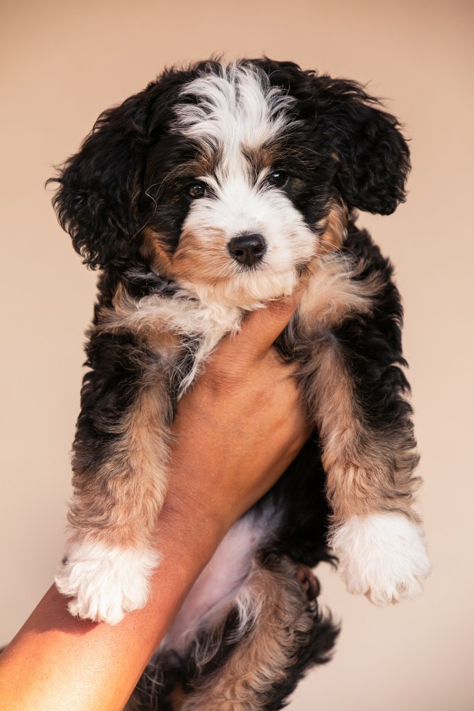 A hand holding a Bernedoodle puppy