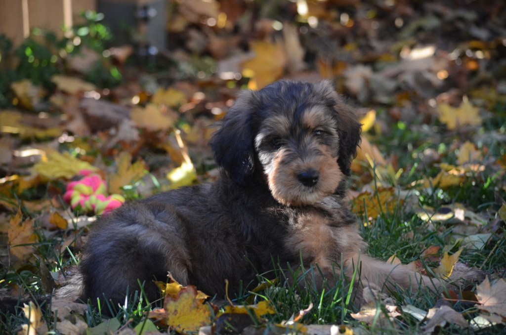 Bernedoodle puppy in the leaves.