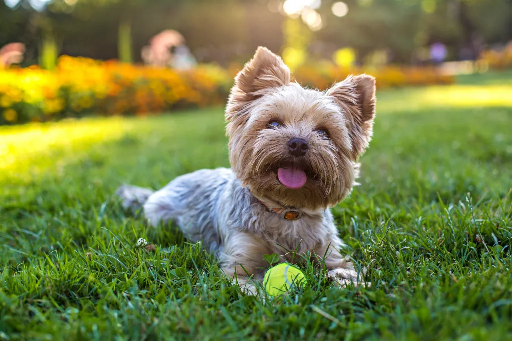 Yorkshire Terrier dog playing with a ball on grass