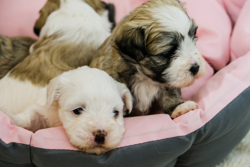 Cute best sale havanese puppies