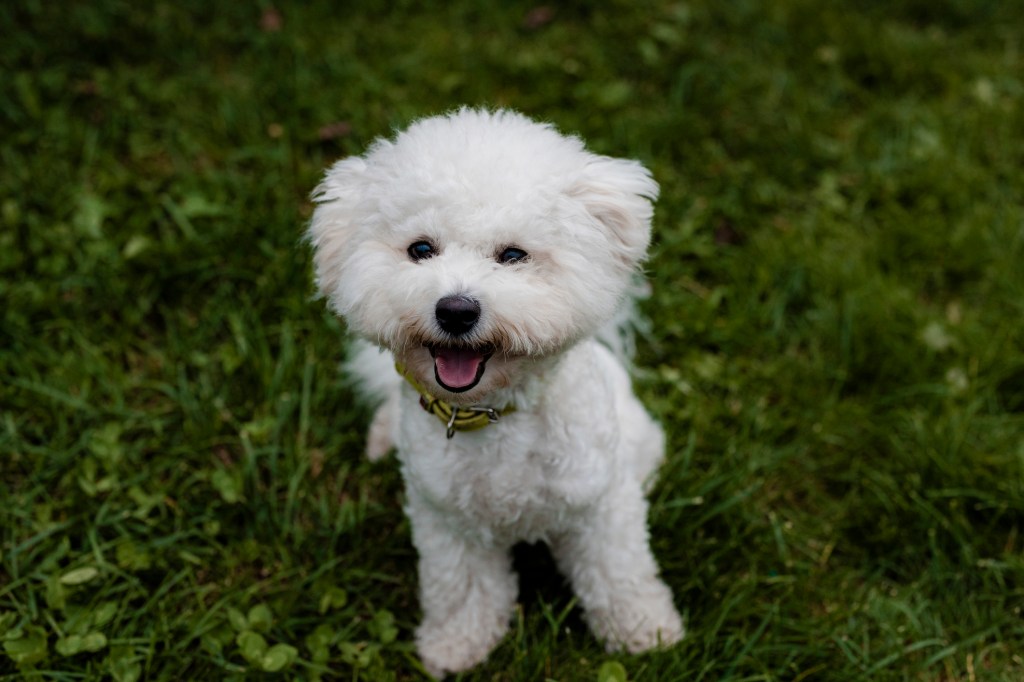Cute fluffy Bichon Frise puppy.