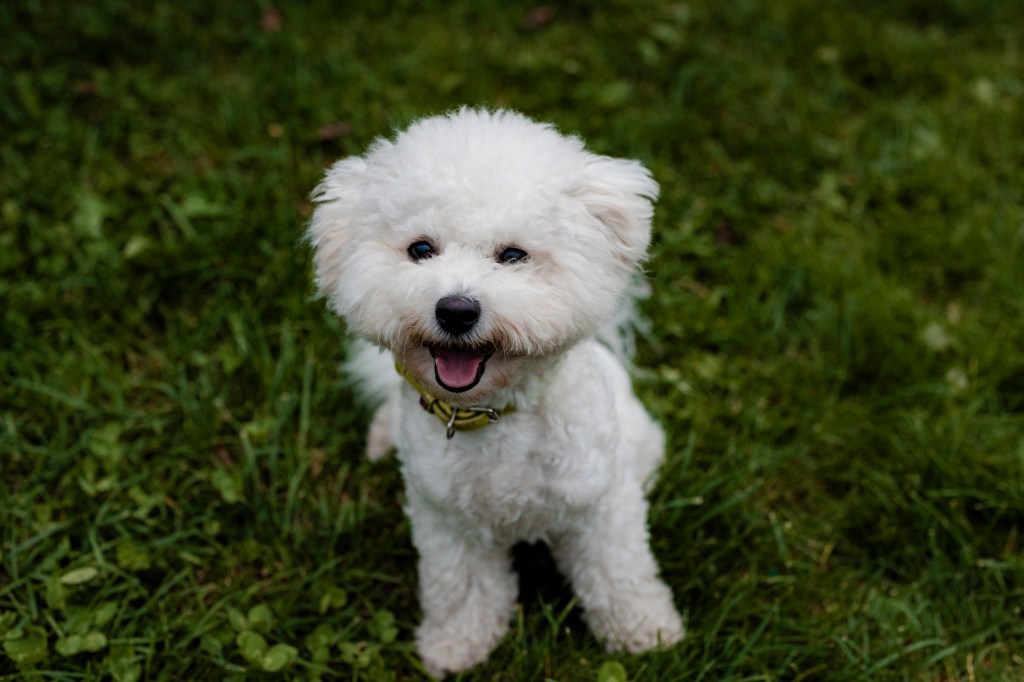 White best sale bichon puppy