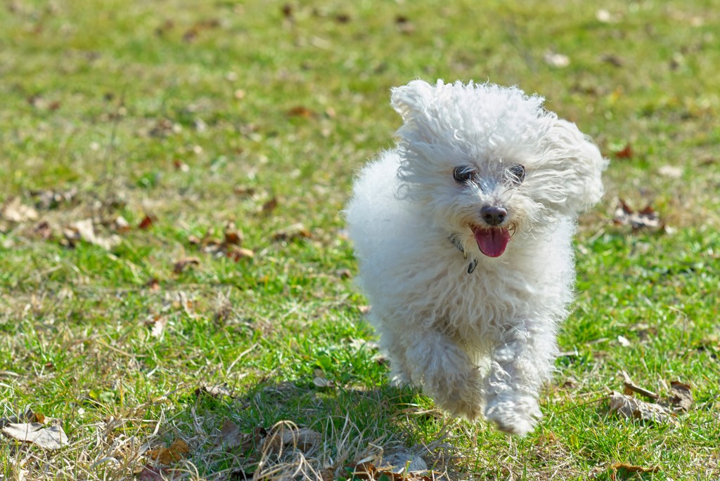 Bolognese puppy running outdoors.