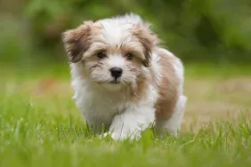 A Havanese puppy walking on grass.